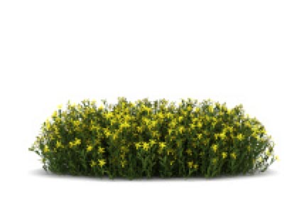 seasonal shrub