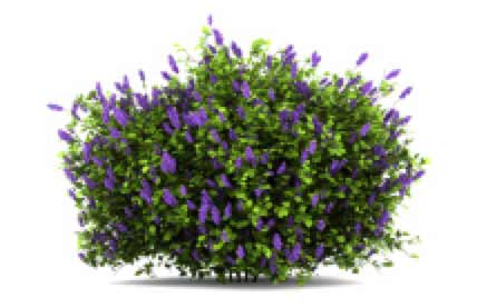 purple flower