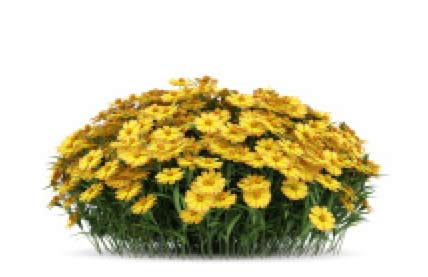 yellow flowering bush