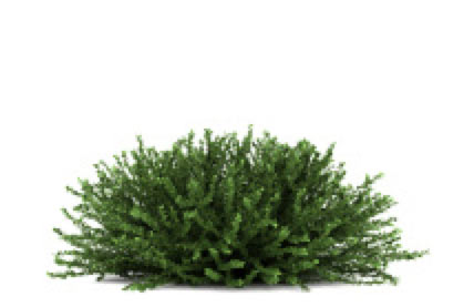 green shrub